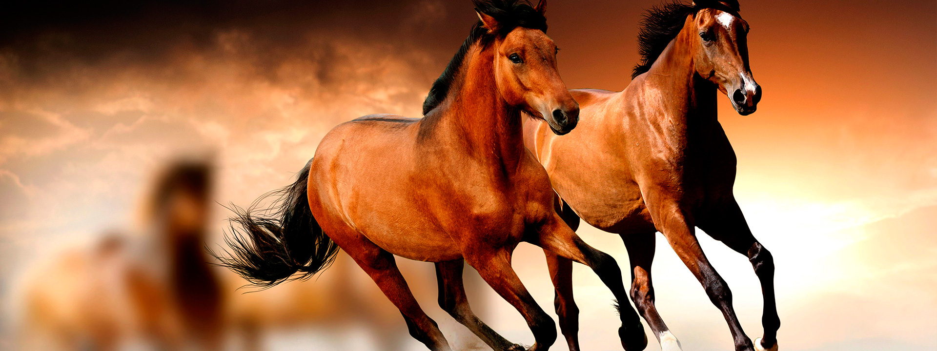 Nuestra pasión los caballos