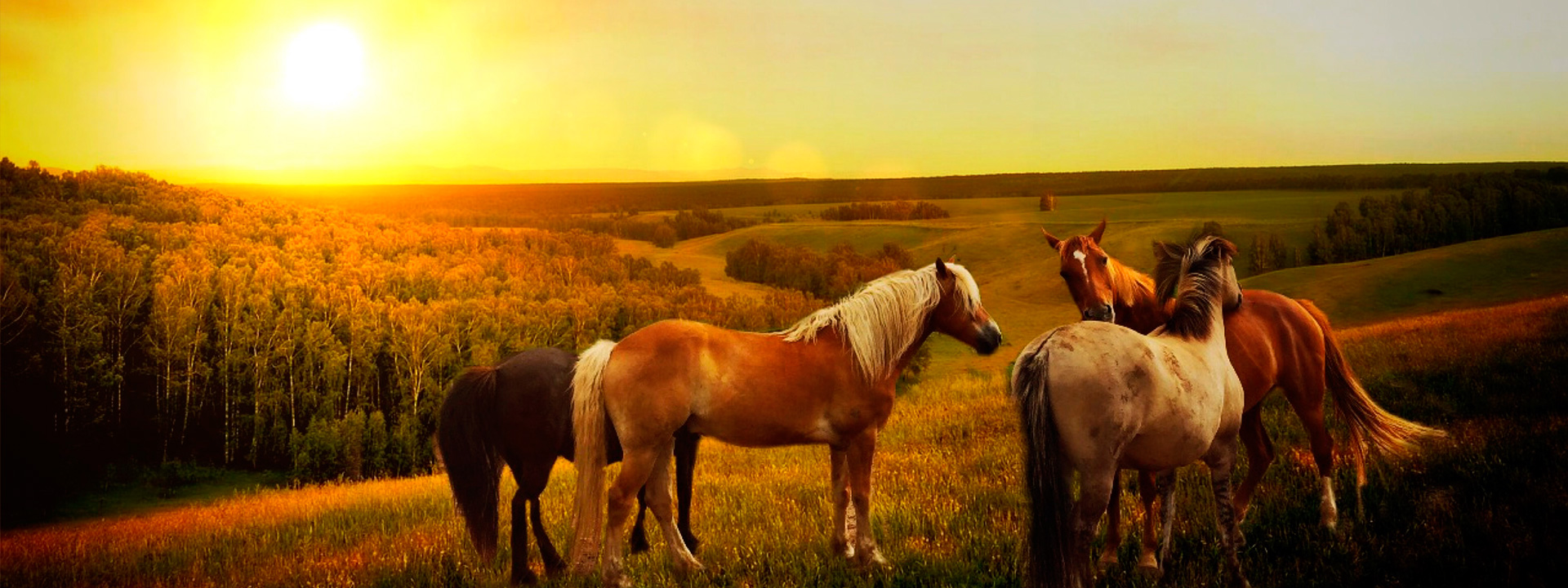 Nuestra pasión los caballos