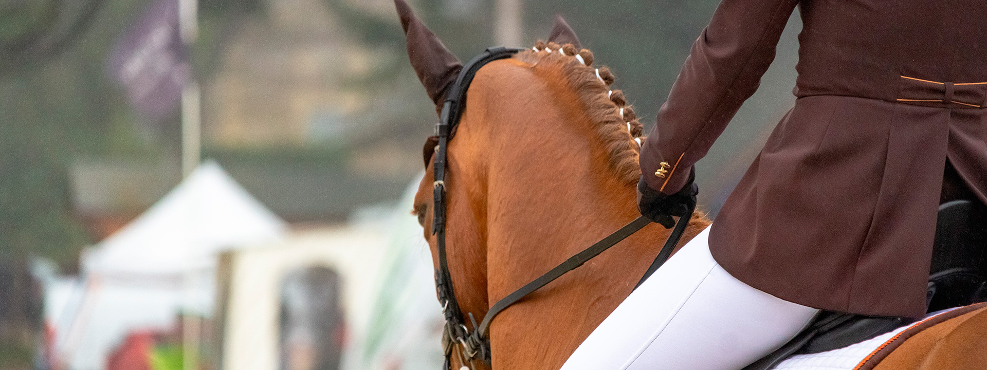 Nuestra pasión los caballos